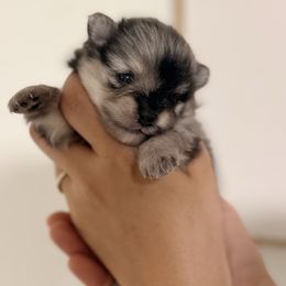 Snickers - Blue merle male Pomeranian puppy in Long Beach, California from Pom Pom Lollipop’s