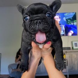 French Bulldogs from Karen Demirjian's French Bulldogs
