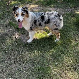 Australian Shepherd All Grown Up from Kade’s Stock Dogs