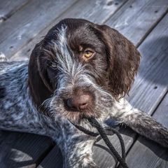 German Wirehaired Pointer Puppies from Anvil Wires