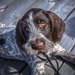 German Wirehaired Pointer Puppies from Anvil Wires