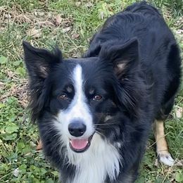 Belle - Australian Shepherd