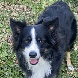 Belle - Australian Shepherd