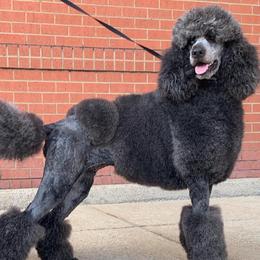 Poodles from Sharp’s Standard Poodles