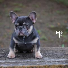 French Bulldogs from Plus Ultra Bulldogs