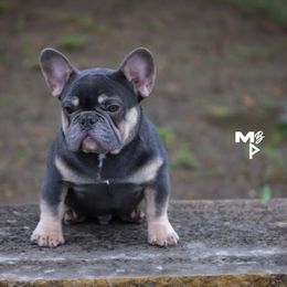 French Bulldogs from Plus Ultra Bulldogs