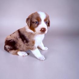 Winston Clontz - Red merle male Australian Shepherd puppy in Statesville, North Carolina from Charming Australian Shepherds