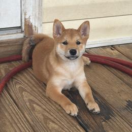 Sayuri - little lily baby pink collar - Red female Shiba Inu puppy in Lehigh Acres, Florida from SWFL Happy Dogs