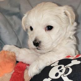Rudolph - Cream male Maltipoo puppy in Cabool, Missouri from Long View Family Maltipoos