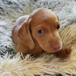 Cooper - Fawn (Isabella) male Dachshund puppy in New Brighton, Minnesota from Doxie Lakes