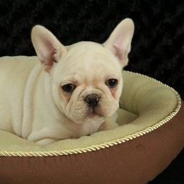 French Bulldogs from Kelly Bulldogs