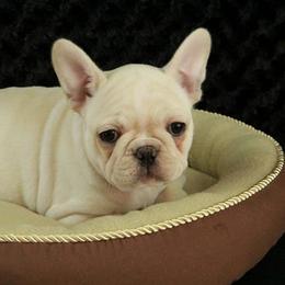 French Bulldogs from Kelly Bulldogs