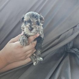 Merle boy - Liver male Miniature Schnauzer puppy in Wahiawa, Hawaii from Versatile Ohana