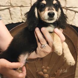 Baxter - Black and cream male Dachshund puppy in Magnolia, Texas from Sandach’s Miniature Dachshunds