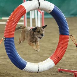 Border Terrier All Grown Up from Wendi Donaldson