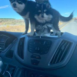 Pomsky Puppies from Periwinkle Pomskies