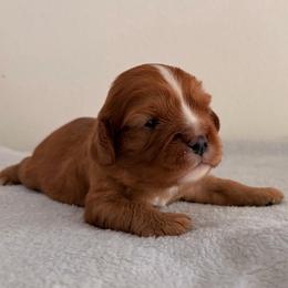 Graham AKC - Ruby male Cavalier King Charles Spaniel puppy in Katy, Texas from True Heart Cavaliers LLC