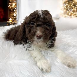 Price adjustment on Rocky - Brown and white male Aussiedoodle puppy in Clarkston, Washington from Doodle & poodle palace