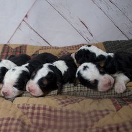 Female 2 - Tri-color female Bernedoodle puppy in Belgreen, Alabama from Scott’s Farm Poodles and Doodles