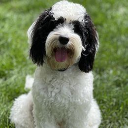 Maverick - Australian Labradoodle