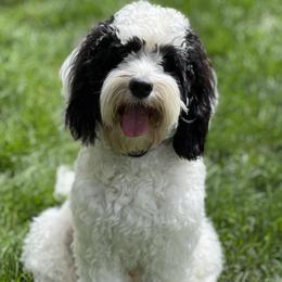 Maverick - Australian Labradoodle