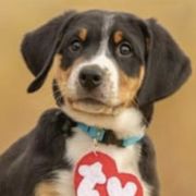 Lolo - Black, white and red Greater Swiss Mountain Dog puppy in Northville, Michigan from Great Lakes Swissies