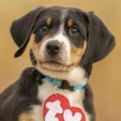 Lolo - Black, white and red Greater Swiss Mountain Dog puppy in Northville, Michigan from Great Lakes Swissies