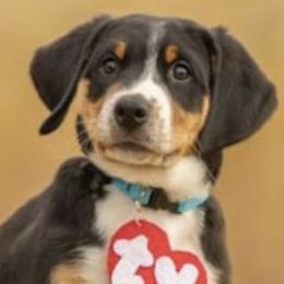 Lolo - Black, white and red Greater Swiss Mountain Dog puppy in Northville, Michigan from Great Lakes Swissies