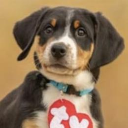 Lolo - Black, white and red Greater Swiss Mountain Dog puppy in Northville, Michigan from Great Lakes Swissies