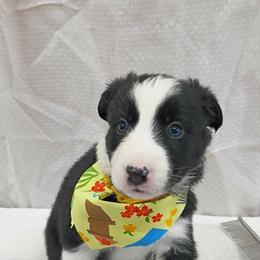 Urui - Black and white female Border Collie puppy in Max, Nebraska from Stag Valley Homestead