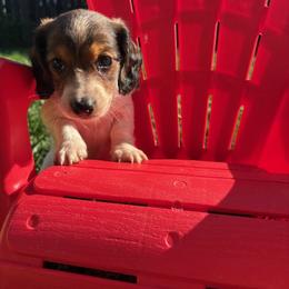 Roo - Piebald female Dachshund puppy in Vancouver, Washington from Cascade Minis