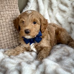Boo - Apricot male Goldendoodle puppy in Florence, South Carolina from Candy Doodles