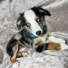 Pepper - Blue merle male Toy Australian Shepherd puppy in Alabama from SBA Aussies