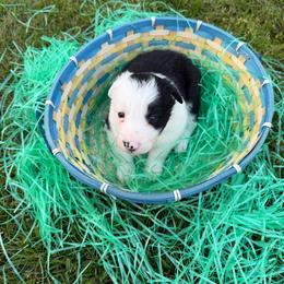 Snowflake obsidian aka Obi - Black and white female Border Collie puppy in Keller, Texas from Bordercollieblues