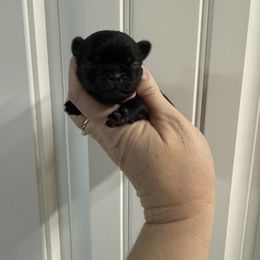 Pink pug - Black female Pug puppy in Ludowici, Georgia from Royal Destiny Kennels
