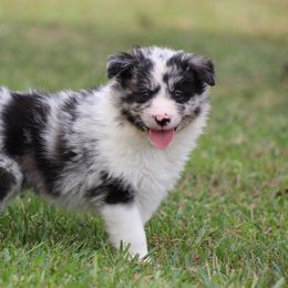 Brave - Blue merle male Border Collie puppy in Tylertown, Mississippi from Cool Meadow Farms