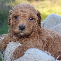 Michael- AKC Male Mini Poodle- Stokesdale, NC - Apricot male Poodle puppy in Stokesdale, North Carolina from His and Hers Poodles and Doodles