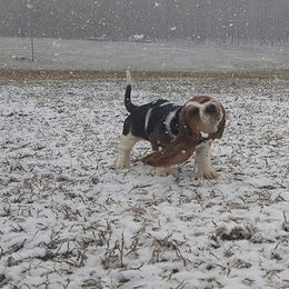 Basset Hound Puppies from Redbud Ranch Basset Hounds