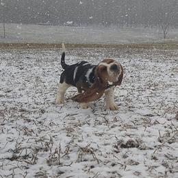Basset Hound Puppies from Redbud Ranch Basset Hounds