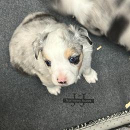 Candy - Blue merle female Miniature Australian Shepherd puppy in Mt Juliet, Tennessee from J&J Harmony Acres