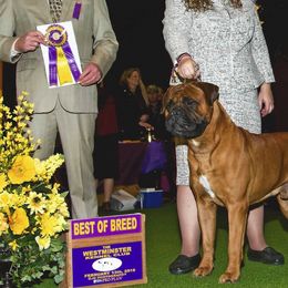 Bullmastiffs from T-Boldt Bullmastiffs
