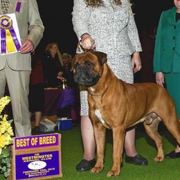 Bullmastiffs from T-Boldt Bullmastiffs