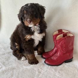 Bernedoodle Puppies from Rosie’s Tribe
