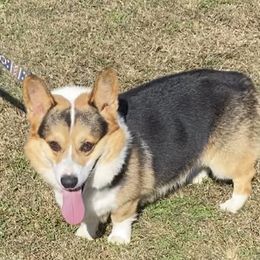 Leeland - Pembroke Welsh Corgi