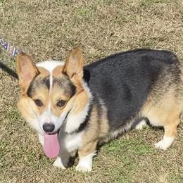 Leeland - Pembroke Welsh Corgi