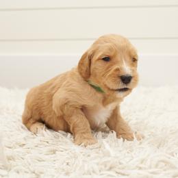 Pumba-Dark Green collar - Apricot male Goldendoodle puppy in Arlington, Washington from Anderson Goldendoodles