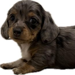 Female Black And Tan Dapple - Dapple female Dachshund puppy in El Paso, Texas from InnerVision K9 & Dachs