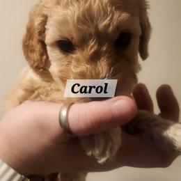 Aussiedoodle Puppies from My Classy Doodles