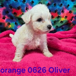 Oliver - White male Bichon Frise puppy in Neosho, Missouri from Cooley's Cuddle Pups