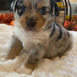 "BMF - (Winnie) Stormie X Big" Australian Shepherd and Miniature Australian Shepherd Puppies from Flying S Aussies